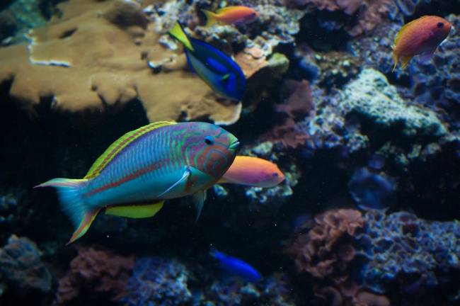 水族馆彩色鱼观赏图片