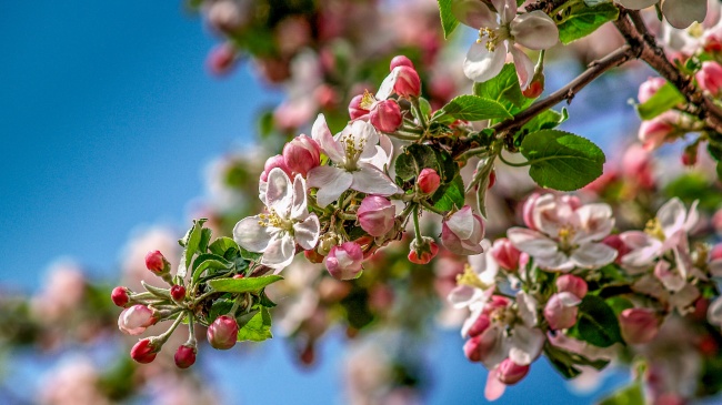 ‘~苹果花枝花朵摄影图片  ~’ 的图片