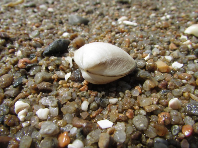海滩白色贝壳图片