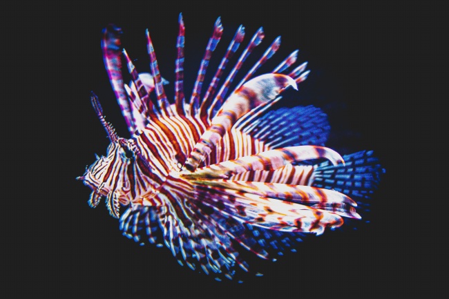 深海热带观赏鱼图片