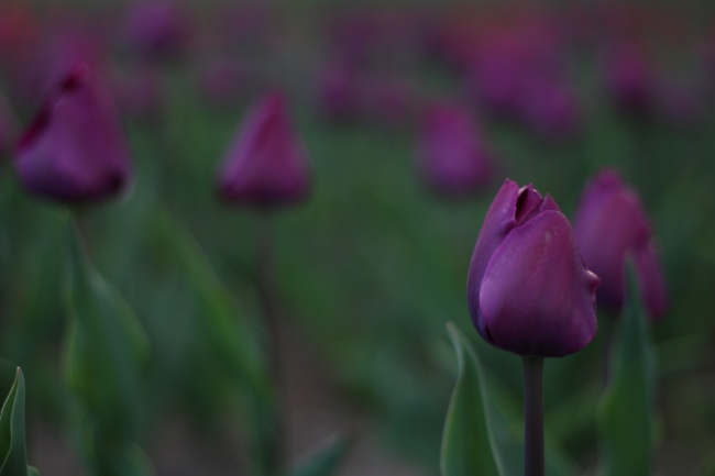 紫色郁金香花摄影图片