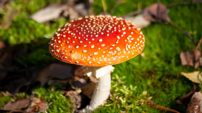 鹅膏菌毒蘑菇图片