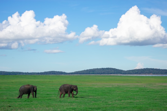 草原大象行走图片