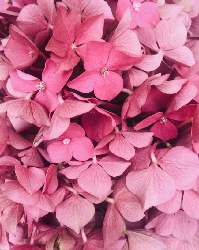 粉色绣球花背景图片