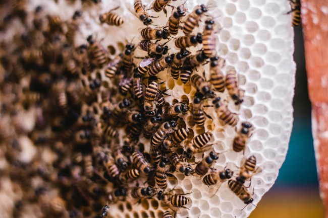 蜂窝上成群的蜜蜂图片