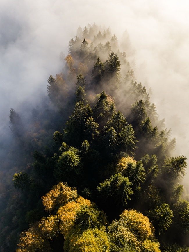 云雾中的树林风景图片