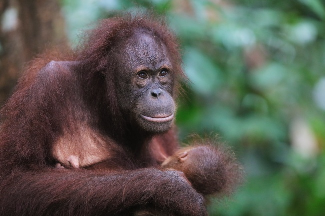 婆罗洲猩猩图片