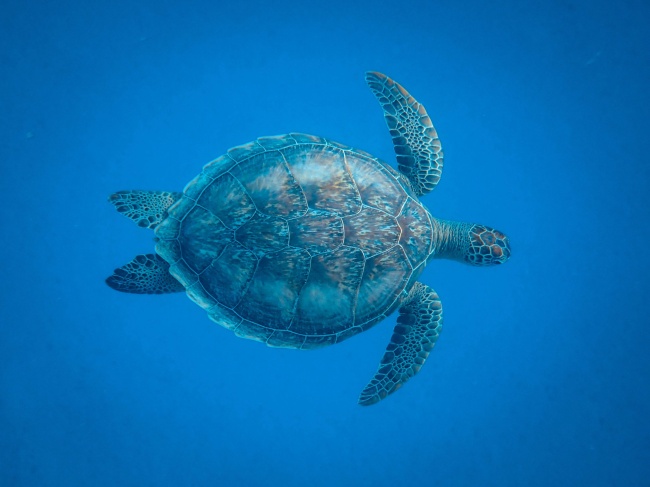 ‘~深海海龟图片  ~’ 的图片