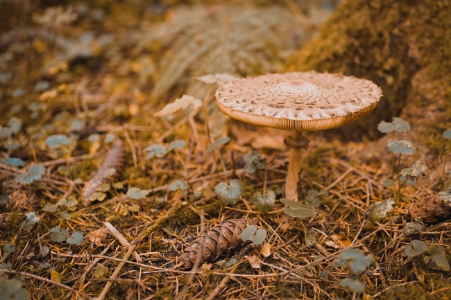 白色伞状毒蘑菇图片