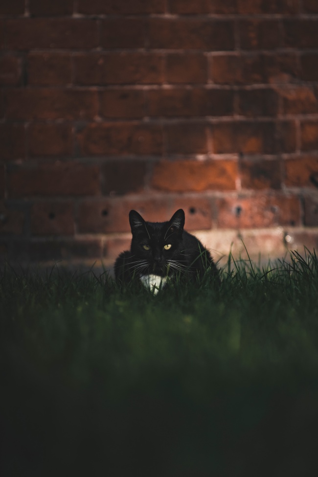 宠物纯黑猫品种图片