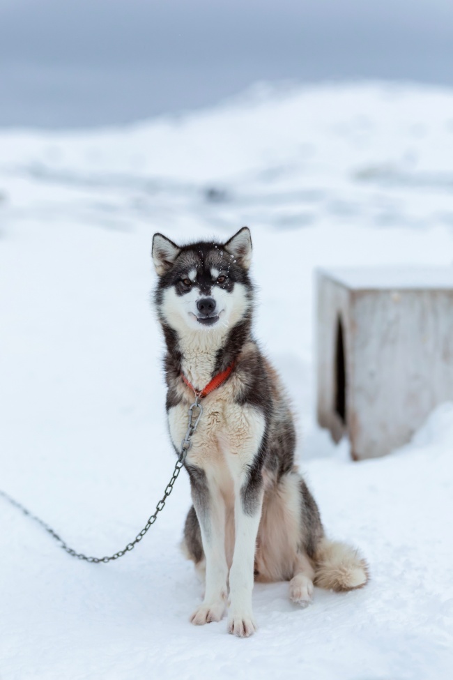 可爱哈士奇雪橇犬图片