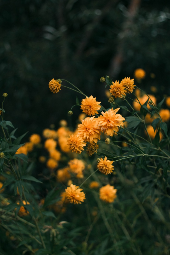 盛开的小黄菊花图片
