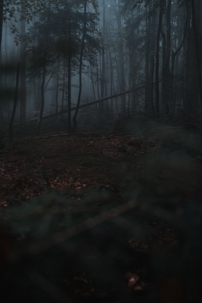 阴暗迷雾树林图片