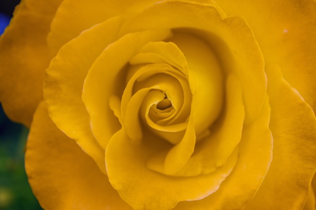 黄色玫瑰微距花朵摄影
