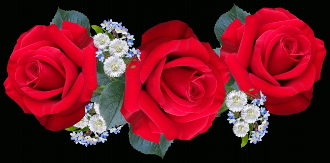 三朵红色玫瑰花图片