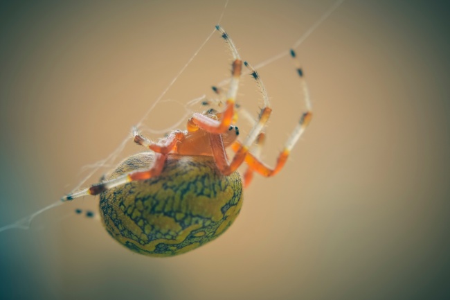 蛛网上的蜘蛛图片