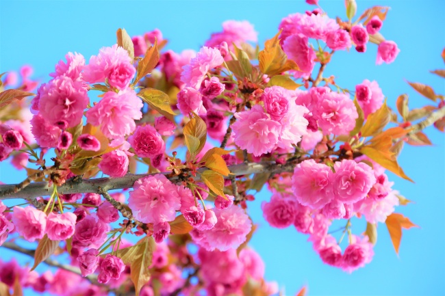 鲜艳的粉色花朵图片