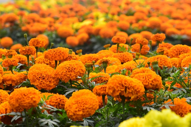 橙色万寿菊花圃图片