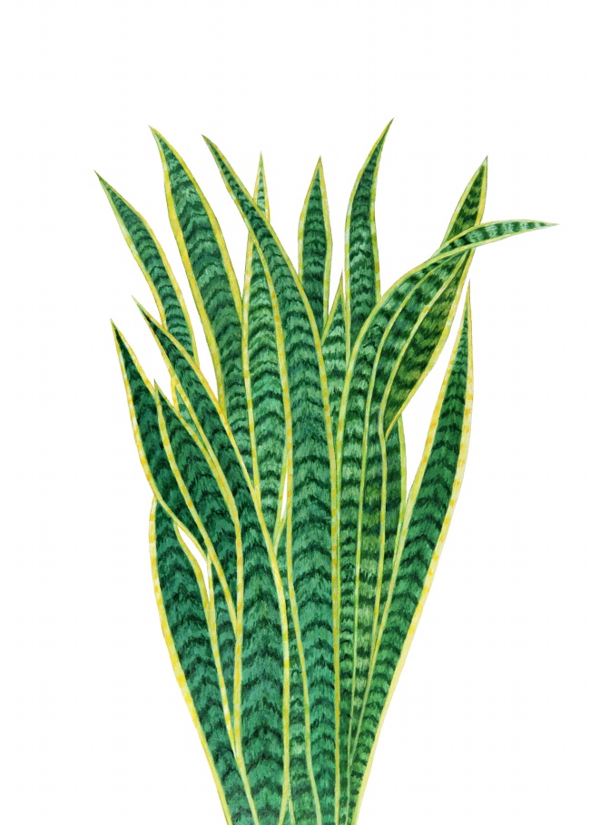 植物虎尾兰图片