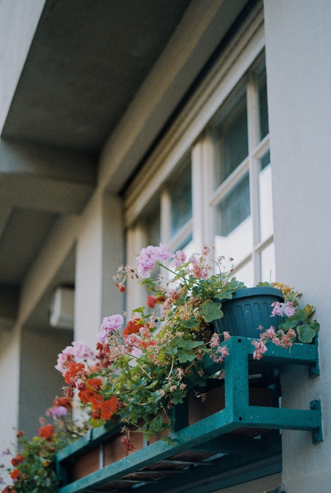 窗台盆栽花植图片欣赏