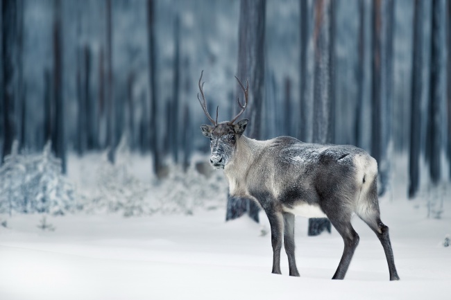 高清冬季麋鹿摄影图片