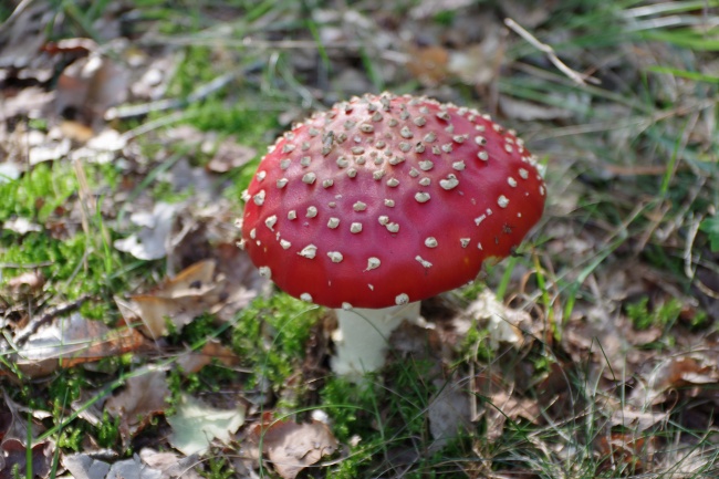 红色毒蕈菇图片