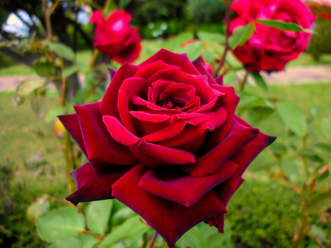 鲜艳红色玫瑰花图片