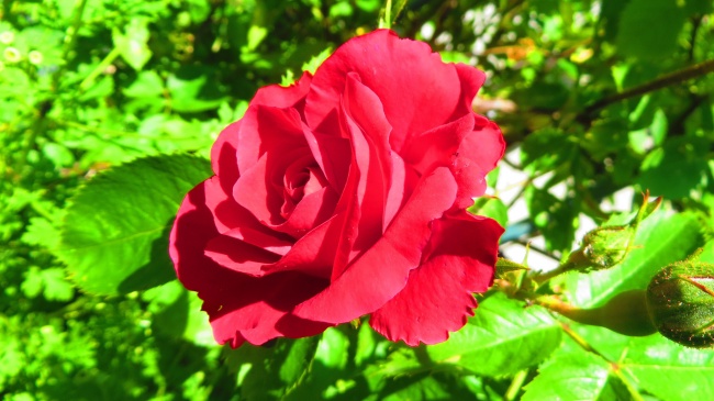红色鲜艳玫瑰花花朵图片