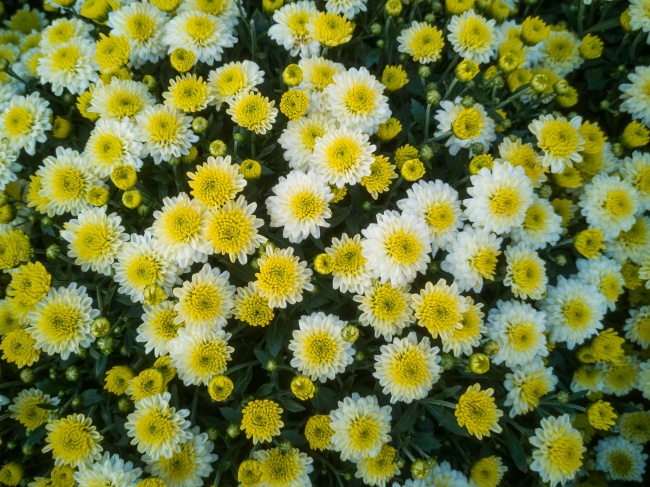 黄色小雏菊花朵图片