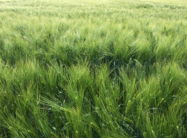 麦田绿色小麦背景图片