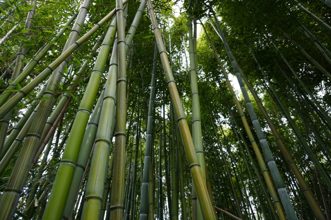 绿色竹林竹子图片