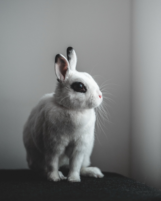 可爱宠物白兔子图片