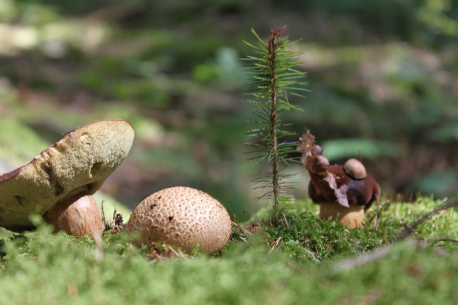 野生草地蘑菇图片