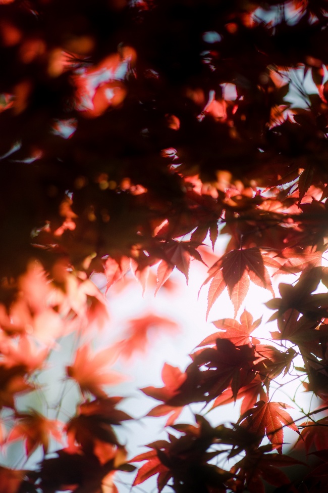秋季红枫叶图片