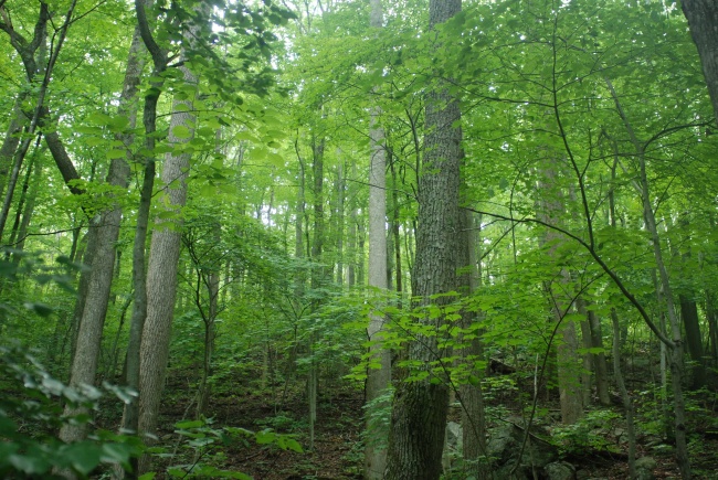 大自然绿色树林风景图片