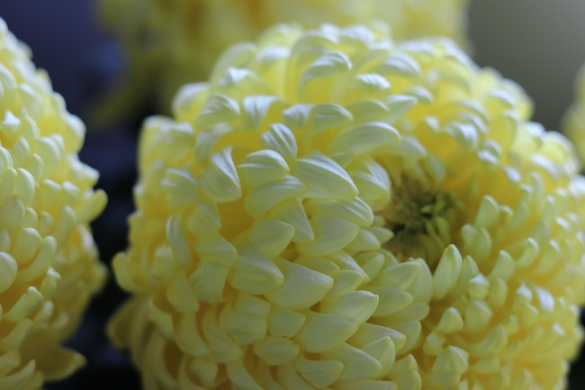 黄色菊花微距摄影图片