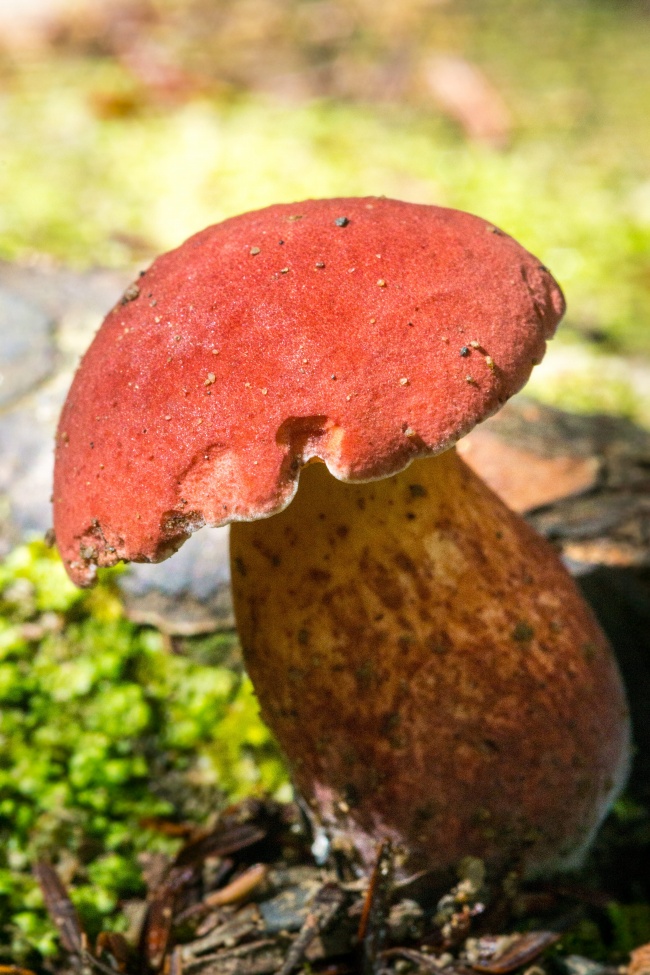 野生真菌红蘑菇图片