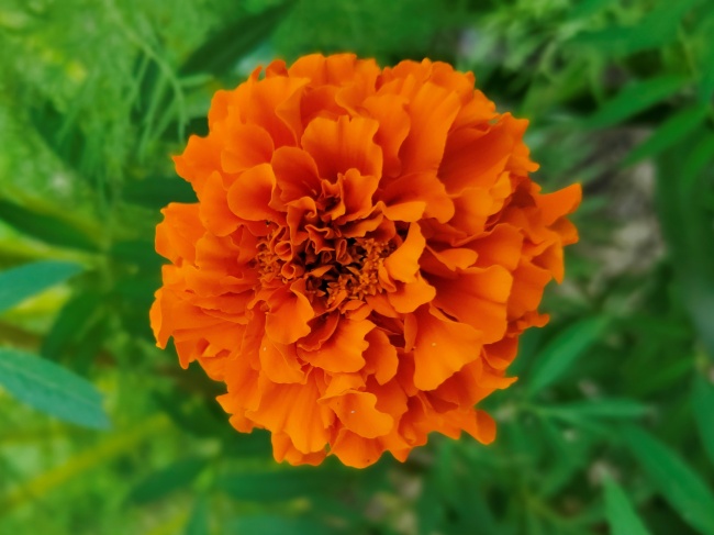 橙色金盏菊花朵摄影图片