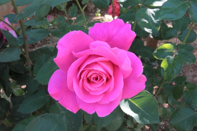 粉色玫瑰花朵绽放图片
