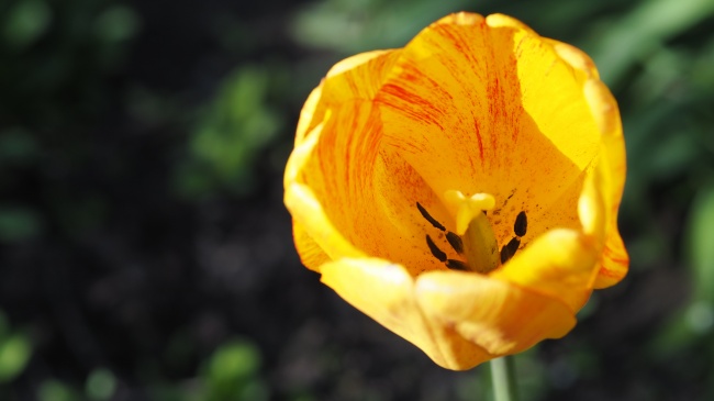 黄色郁金香花朵特写图片