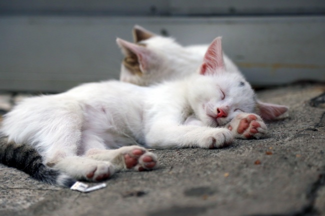 白色猫咪睡觉图片
