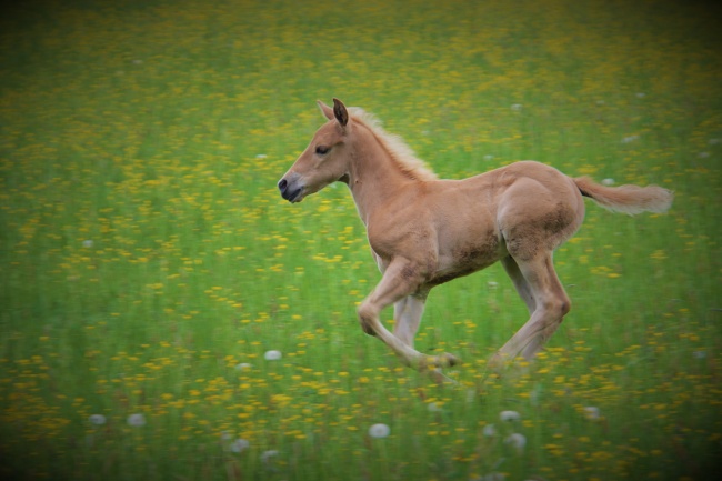 奔跑的小马摄影图片