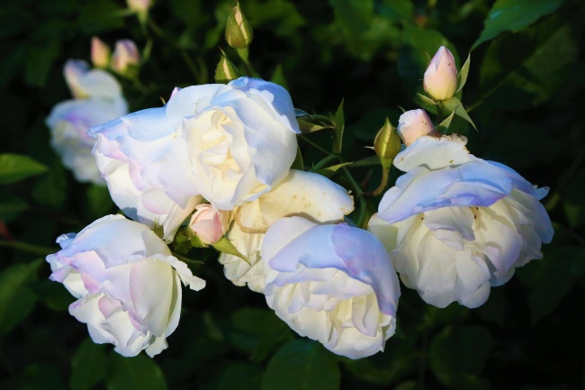 蓝白玫瑰花朵图片