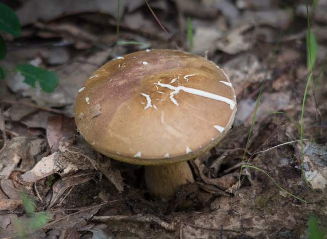 森林大朵毒蘑菇图片