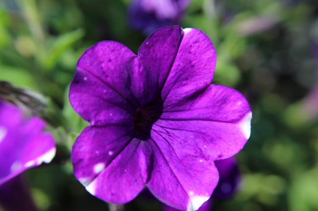 紫色矮牵牛花朵图片