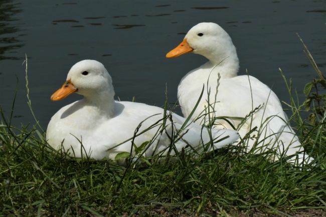 河边休憩的白色鸭子图片