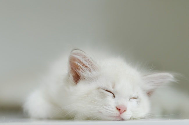 纯白色猫咪睡觉图片