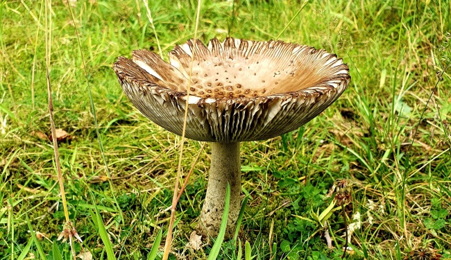 菌菇野蘑菇图片