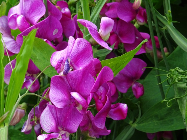 紫色扁豆花图片