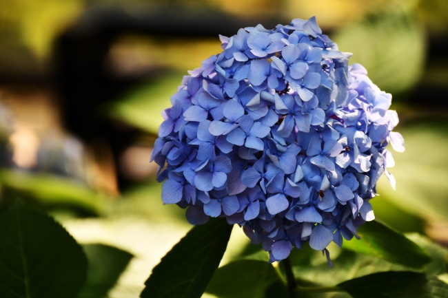 蓝色绣球花团图片